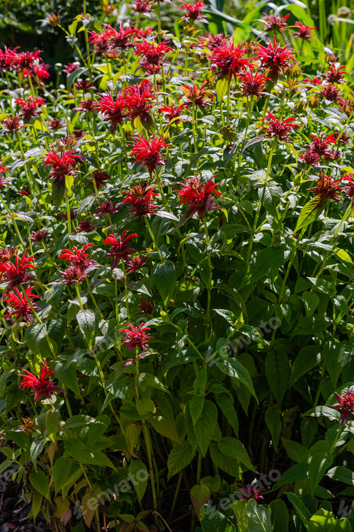 Preview: Red Flower Of Monarda, Blossom Monarda In Garden