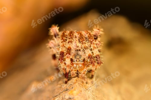Preview: Spider. Natural Background. Macro Photo.