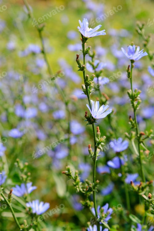 Preview: Common Chicory (Cichorium Intybus). Blue Flowers Of Chicory On A Natural Background. Perennial