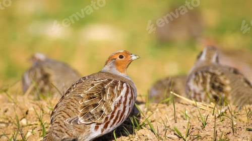 Preview: Partridges. Colorful Nature Background. Bird: Grey Partridge. Perdix Perdix.