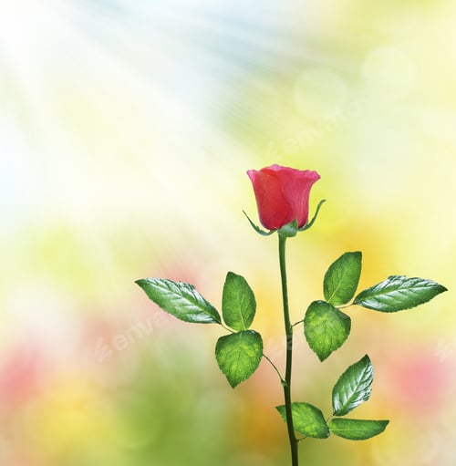 Preview: The Buds Of Flowers Roses. Holiday Card. Floral Background Of Roses.