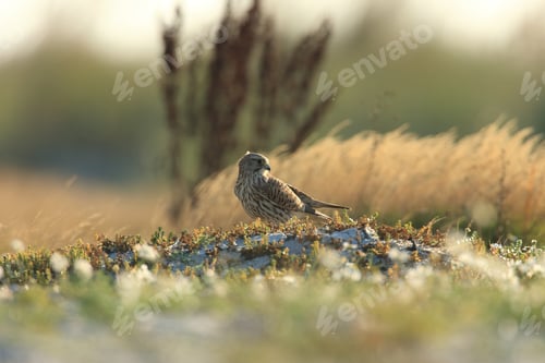 Preview: Common Kestrel (Falco Tinnunculus) Sweden