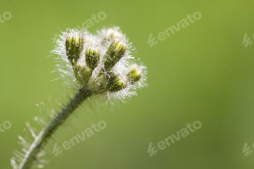 Preview: Green Buds On Natural, Green Background