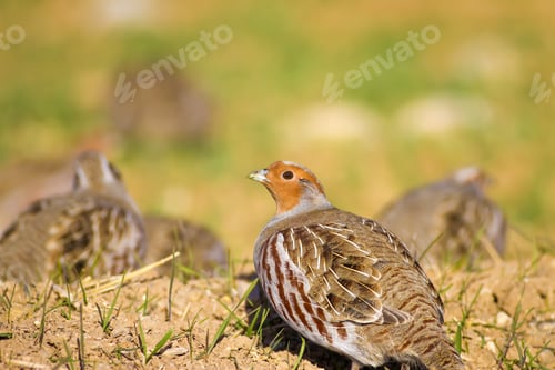 Preview: Wild Bird Partridge. Warm Colors Nature Background. Grey Partridge / Perdix Perdix
