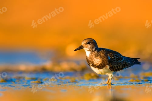 Preview: Water Bird Ruddy Turnstone. Yellow Nature Background.