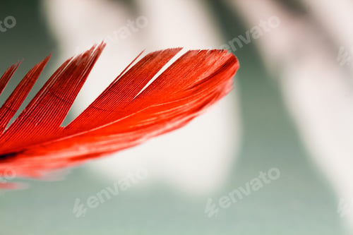 Preview: Colorful Hen Feather With Details And Reflexions