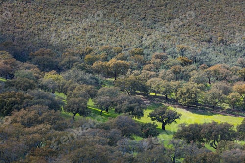 Preview: Mediterranean Forest In Sierra De San Pedro Mountain Range Of Caceres Province In Extremadura