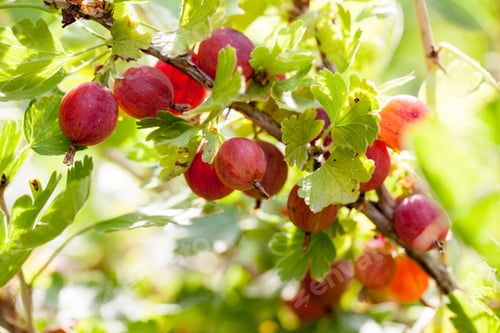 Preview: Gooseberries On The Branch With Natural Background