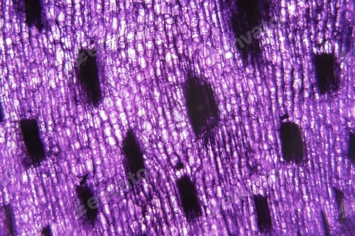 Preview: Tulip Stem Cells At The Microscope