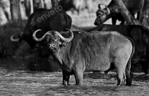 Preview: African Buffalo In The Lake Nakuru National Park, Kenya