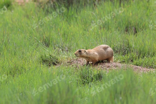 Preview: Utah Prairie Dog - Bryce Canyon National Park