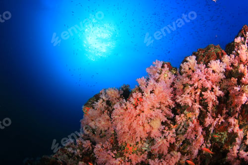 Preview: Coral Reef And Fish Underwater In Ocean