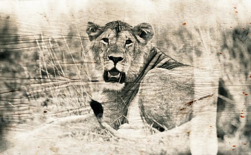 Preview: Vanishing Africa: Vintage Style Image Of An African Lion In The Maasai Mara National Park, Kenya