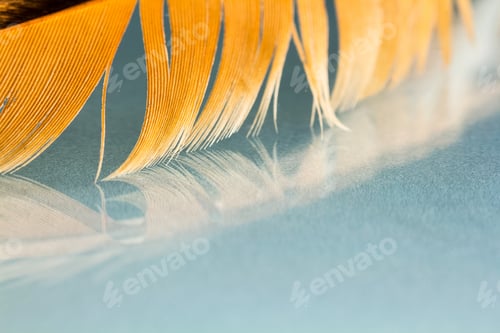 Preview: Colorful Hen Feather With Details And Reflexions