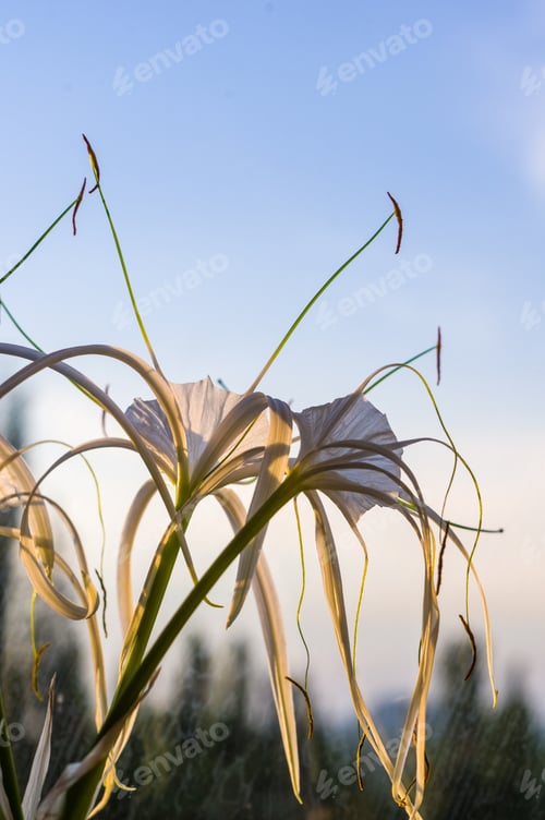 Preview: Caribbean Spider-Lily, Unique Style White Flower On Multicolored Background