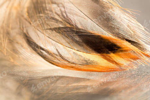 Preview: Colorful Rooster Feather With Details And Reflexions