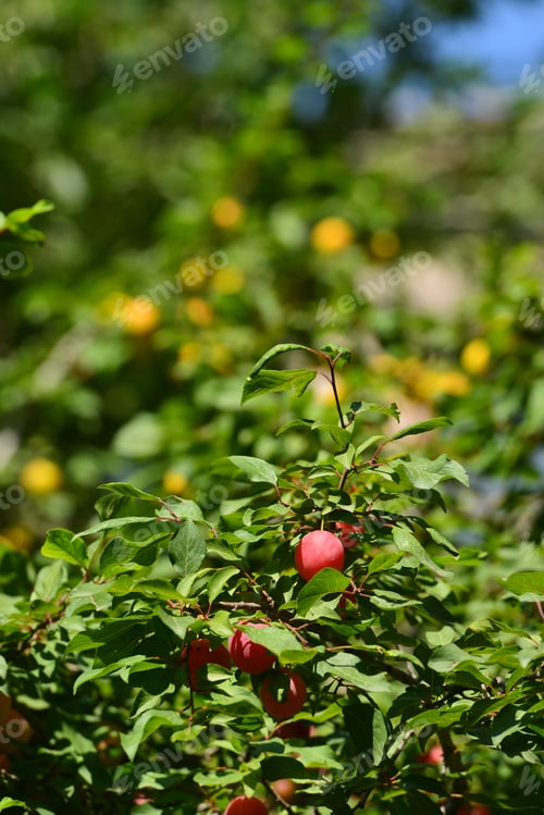 Preview: Plum Tree Branches With Ripe Fruits