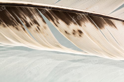 Preview: Colorful Hen Feather With Details And Reflexions