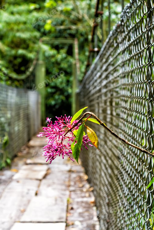 Preview: Suspension Or Hanging Bridge In Latin America Rain Forest Or Cloud Forest. Bajo Boquete, Baru