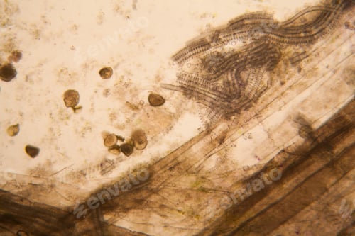 Preview: Microscopic View And Details Of Rotten Tulip Stem