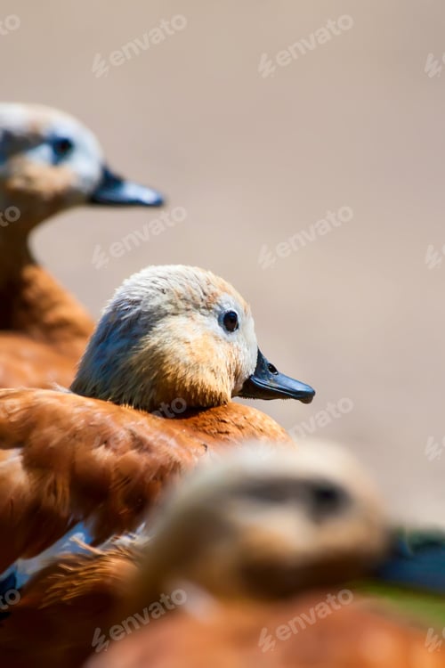 Preview: Cute Bird. Ruddy Shelduck. Natural Background.