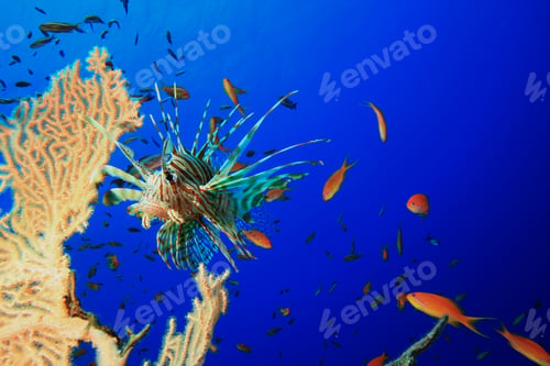 Preview: Lionfish Hunts Lyretail Anthias