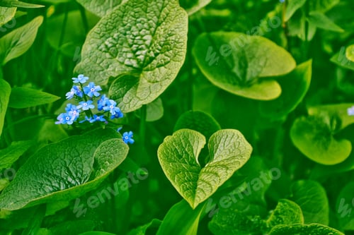 Preview: Me-Nots Wildflowers On The Background Of The Summer Landscape.