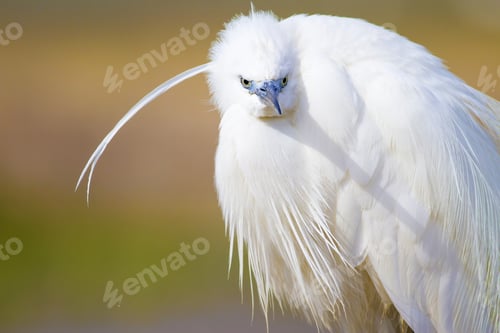 Preview: Beautiful White Heron. Colorful Nature Background. Heron: Little Egret. Egretta Garzetta.