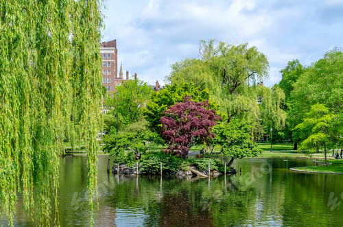 Preview: Idillic View In The Scenic Boston Public Garden, Usa