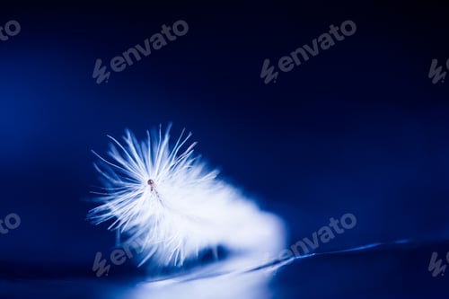 Preview: Abstract Composition With Dried Clematis Seeds And Light