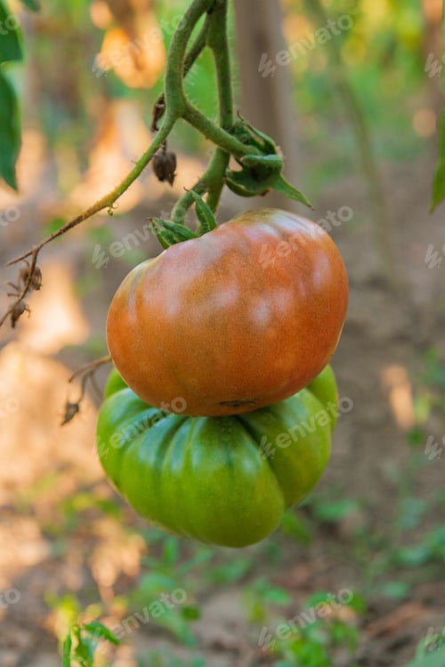 Preview: Red And Green Organic Tomatoes Plant. Giant Tomatoes Growing On The Branch. A Healthy Branch Of