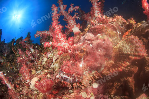 Preview: Coral Reef And Fish Underwater In Ocean