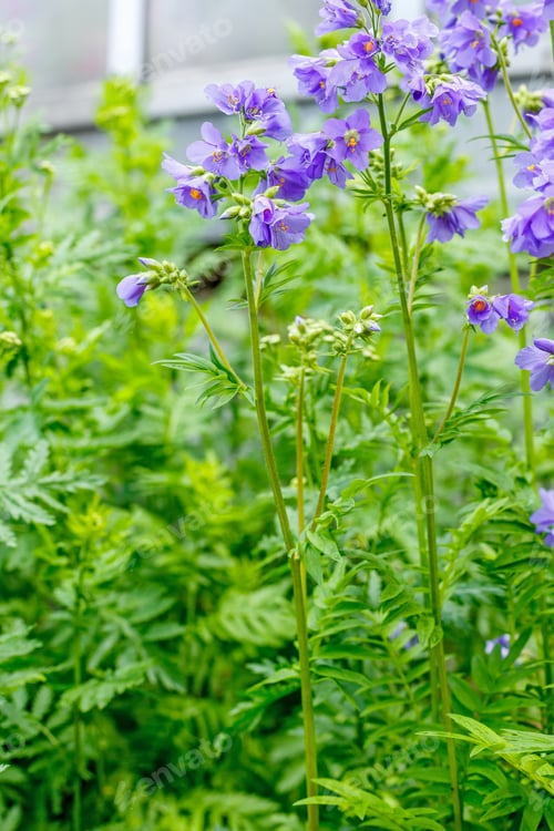 Preview: Blue Flower Jacob'S Ladder (Polemonium Caeruleum) - Medicinal Plant In Summer Garden