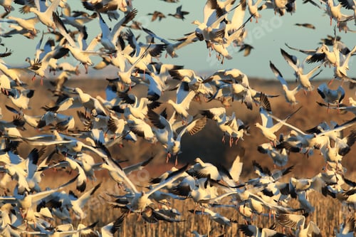 Preview: Snow Geese Bosque Del Apache, New Mexico Usa