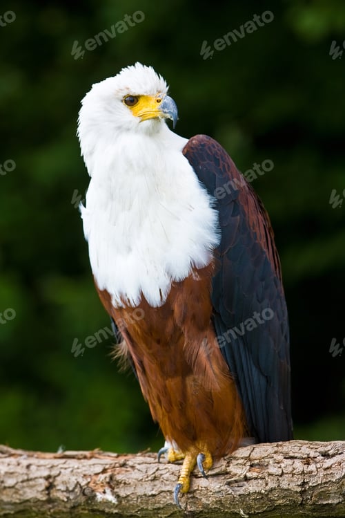 Preview: African Fish Eagle