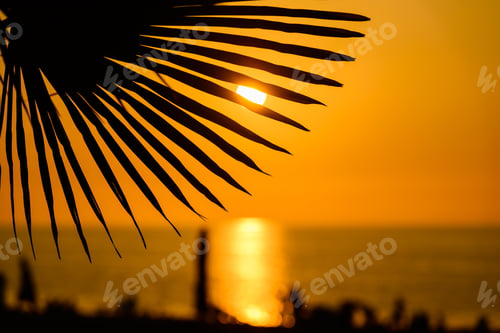 Preview: Silhouette Of Sabal Palmetto Leaves Against Sunset Sky
