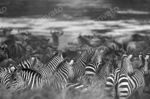 Preview: Zebras Abd Wildebeests Waiting Along The Mara River To Cross