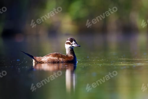 Preview: Duck Swimming In Lake. White Headed Duck White Headed Duck Oxyura Leucocephala