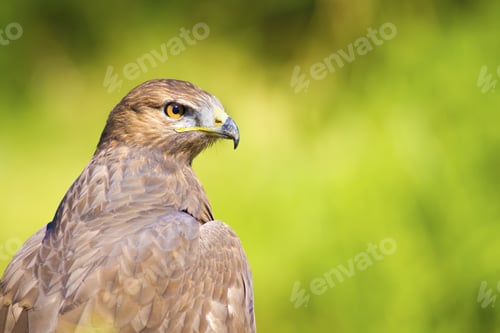 Preview: Bird Of Prey. Green Nature Background Long Legged Buzzard / Buteo Rufinus