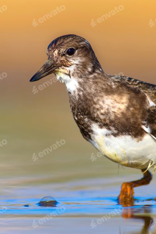 Preview: Cute Water Bird. Common Bird Ruddy Turnstone. Colorful Nature Background. Bird: Ruddy Turnstone