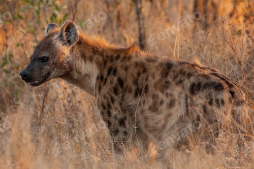 Preview: Spotted Hyena In The Kruger National Park, South Africa