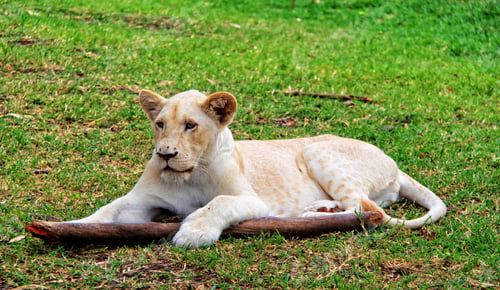 Preview: Young White Lion In Casela Park, Mauritius