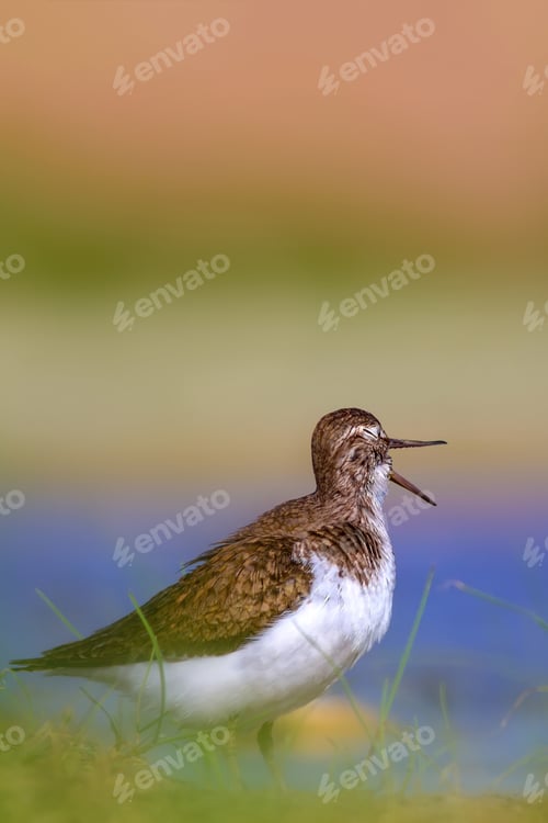 Preview: Bird Singing. Common Water Bird. Bird: Wood Sandpiper. Tringa Glareola. Colorful Nature Background.