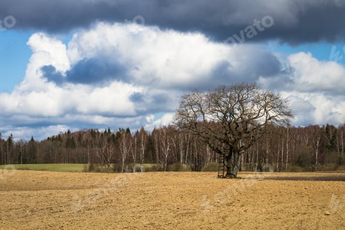 Preview: Processed Cereal Fields In Spring