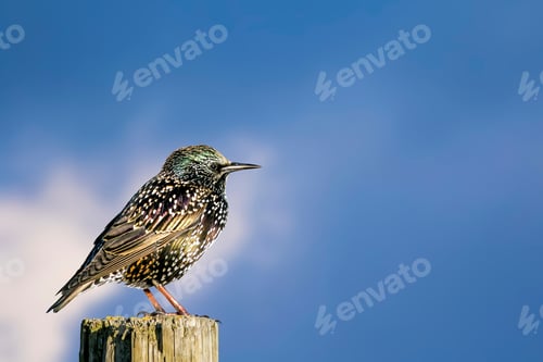 Preview: Black Bird Starling. Blue Sky Background. Isolated Images.