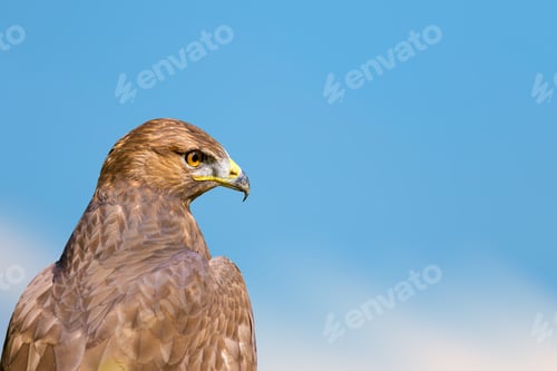 Preview: Bird Portait. Bird Of Prey. Blue Sky Background.