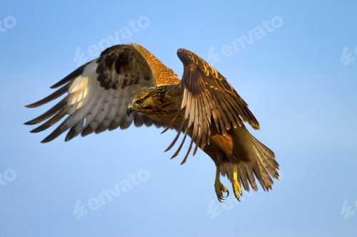 Preview: Bird Of Prey. Flying Buzzard. Blue Sky Background. Bird: Long Legged Buzzard. Buteo Rufinus.