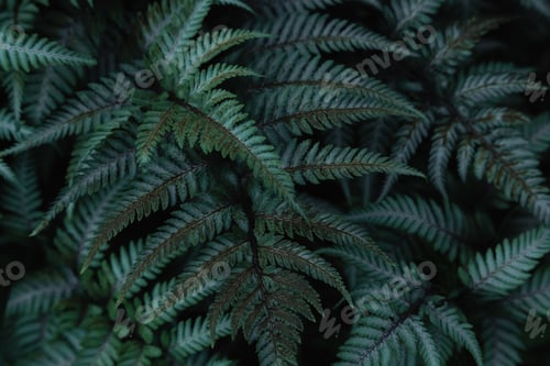 Preview: Green Tropical Background With Jungle Plants. Background Of Fern Leaves. Exotic Background Of