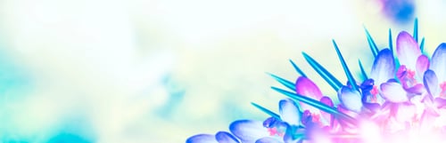 Preview: Bright And Colorful Crocus Flowers. Spring Landscape.