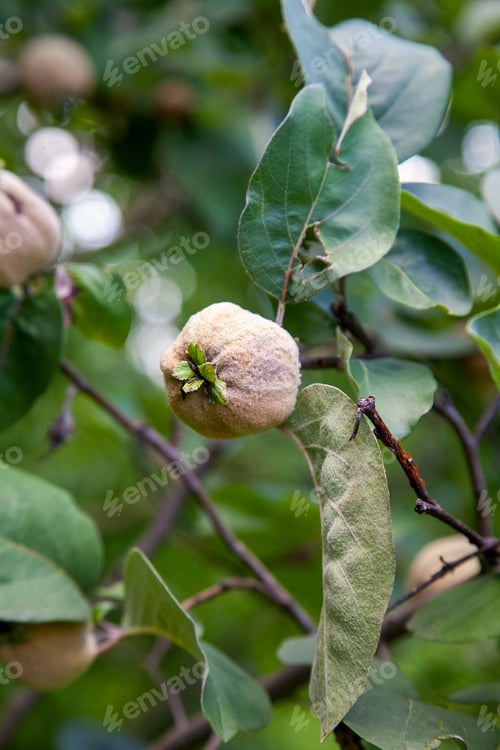 Preview: Organic Apple Quince In The Garden. Close Up View Of Apple Quince Hanging On Tree Branch With Green